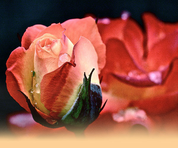 Spruch des Monats 1, Lex van Somerens Newsletter