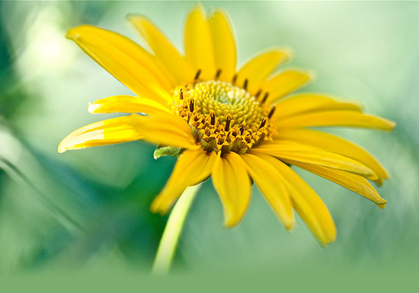 Spruch des Monats 1, Lex van Somerens Newsletter