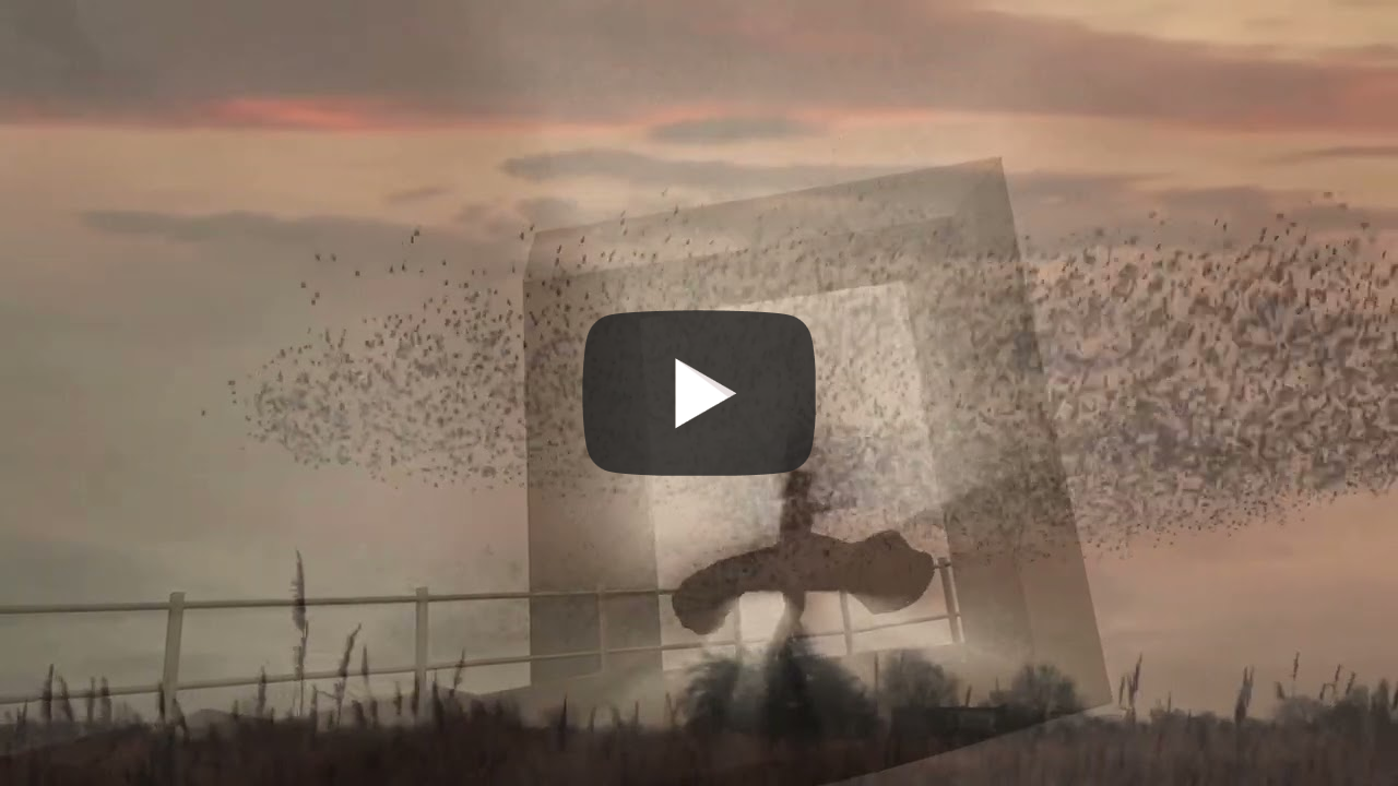 Starlings and Whirling Dance, Northern Sky